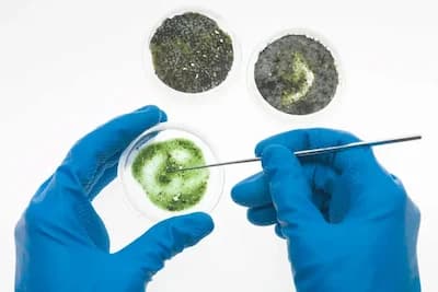 Mold Testing vs. Mold Inspection: What's the Difference?